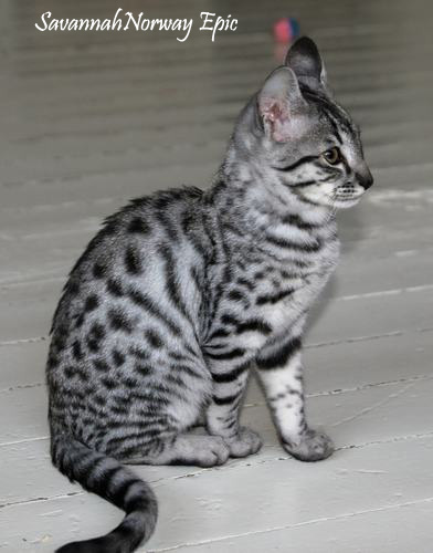 SavannahNorway Epic silver Savannah cat. Photo: Camilla Hesby Johnsen